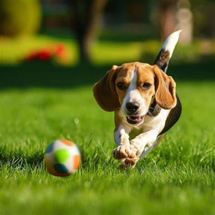 A dog chasing a ball down the road. | Source: Pexels/ Aloïs Moubax
