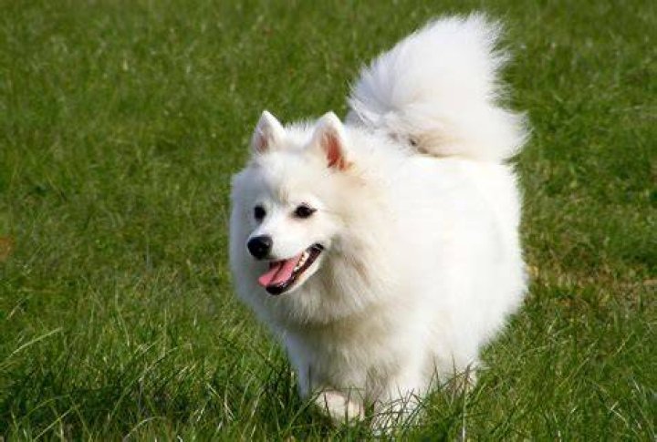 A fluffy white puppy looking up while he sits. | Source: Pexels/ Miguel Constantin Montes