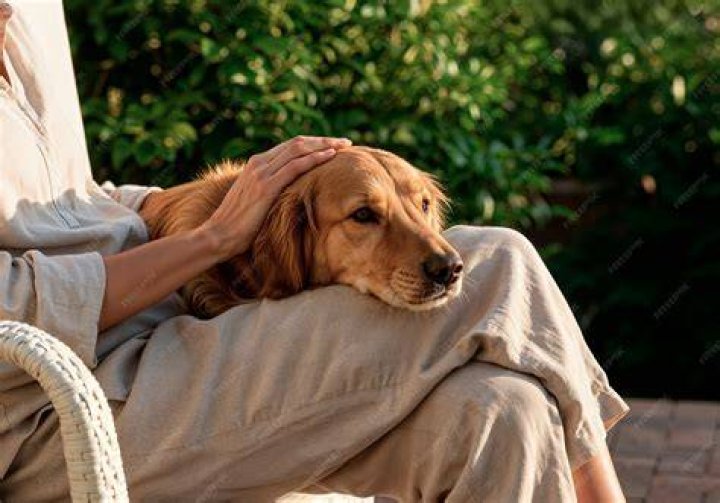 A golden retriever being petted on the head. | Source: Pexels/ Alice Castro