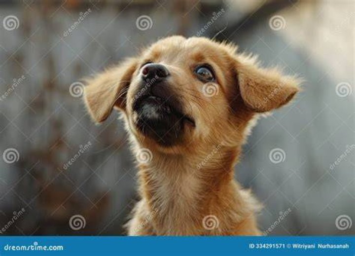 A puppy looking up into the camera. | Source: Pexels/ Valeria Boltneva