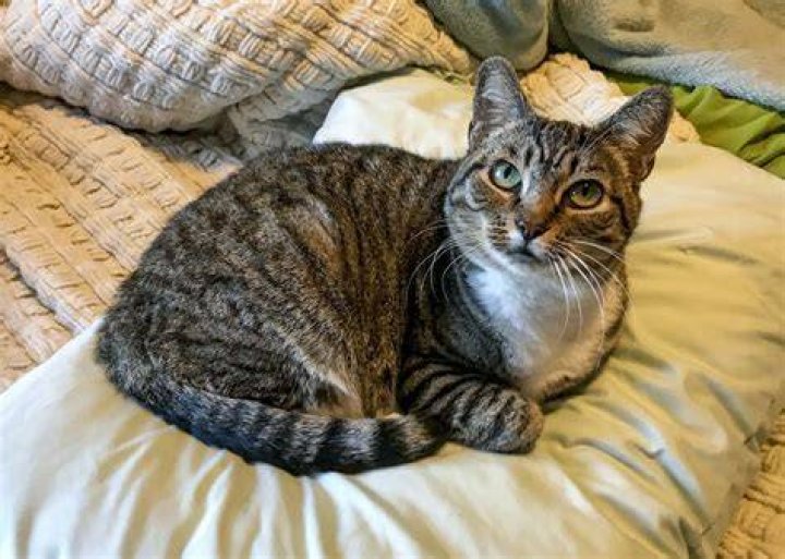 Exploring The Unique Charisma Of The Strawberry Tabby