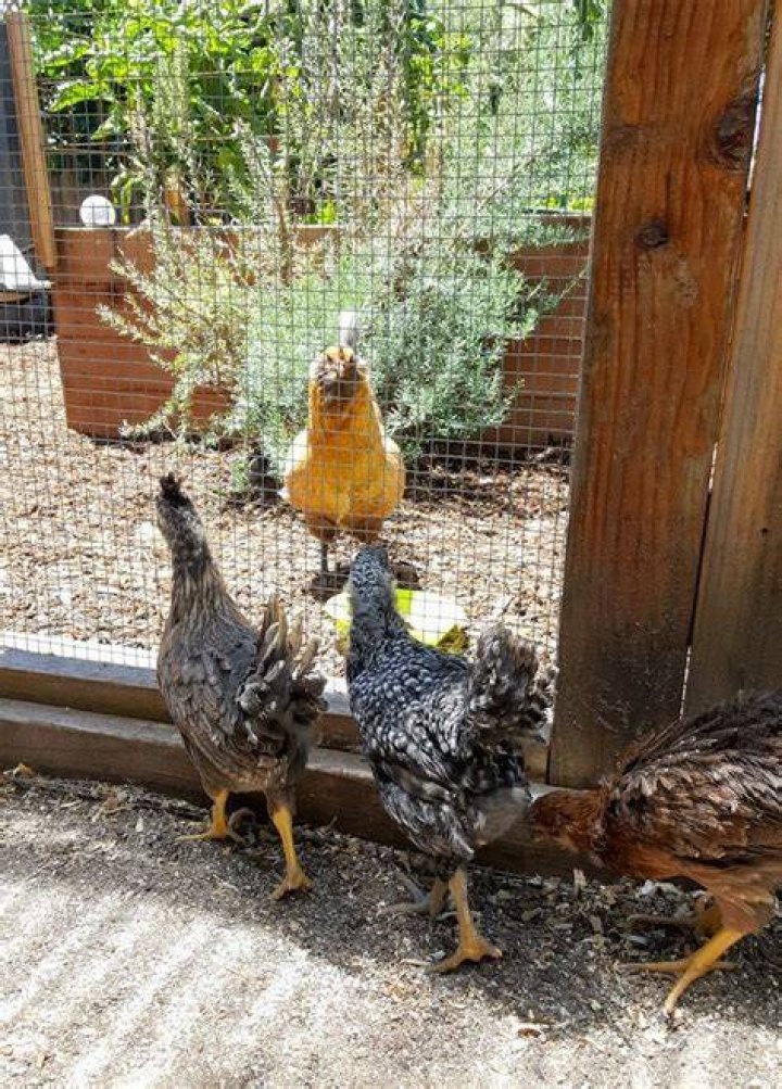 Pin on chickens