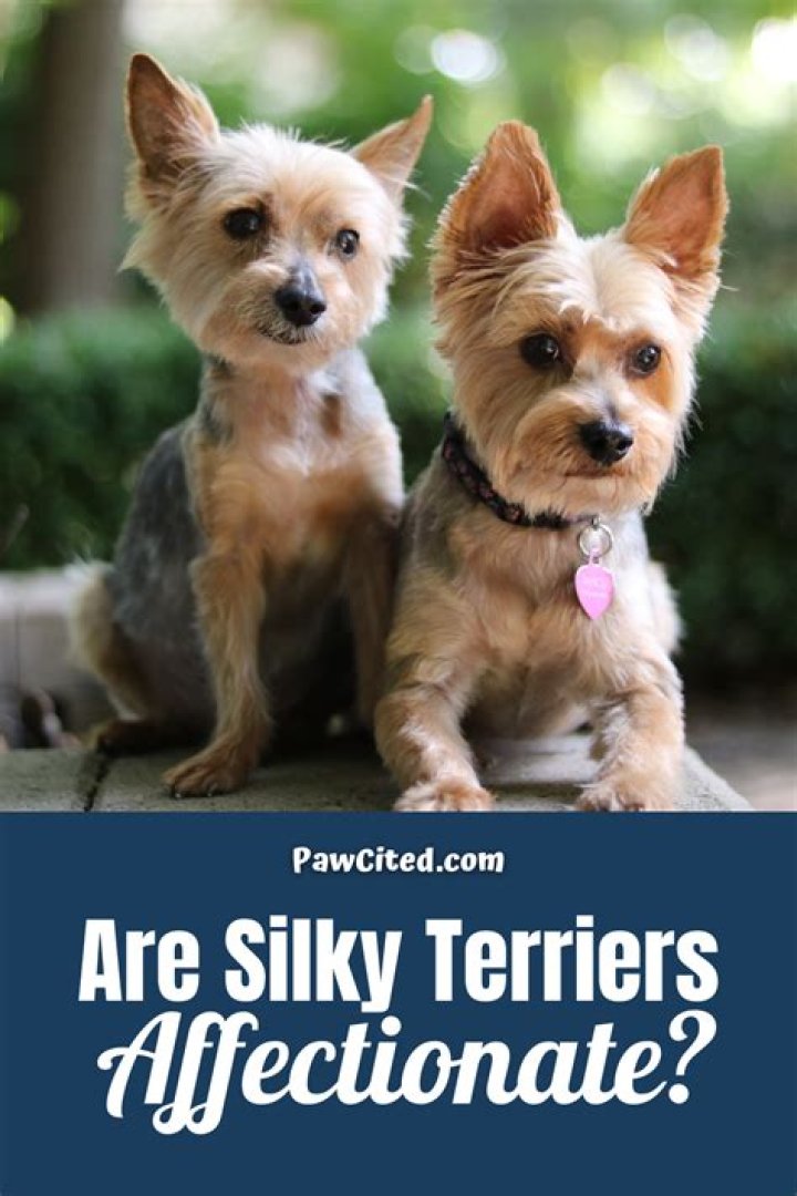 Two small terriers fulfilled their duties as guard dogs by rushing at a bear that walked into their home in Pasadena, California, on April 10.